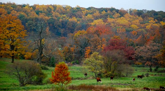 Cows grazing at Meadowbrook Farm, Bernardsville