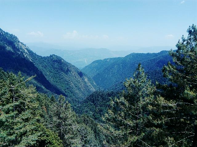  A view of Ayubia's pine forests