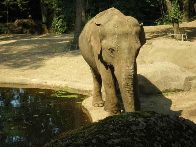 Elephant at Burgers' Zoo