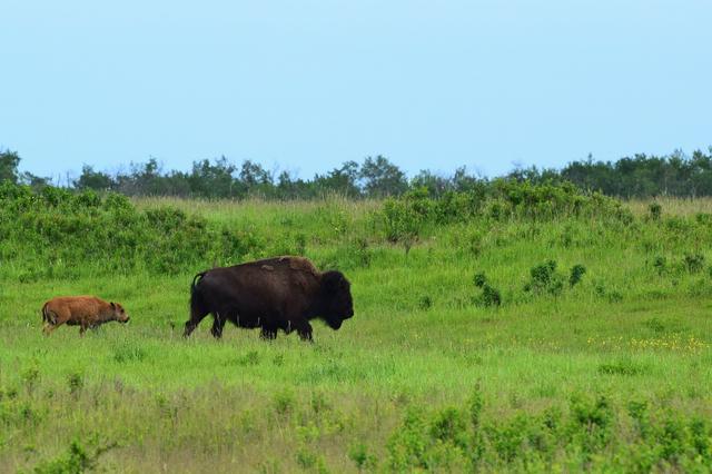 Cow and calf bison in Elk Island Park, 2016