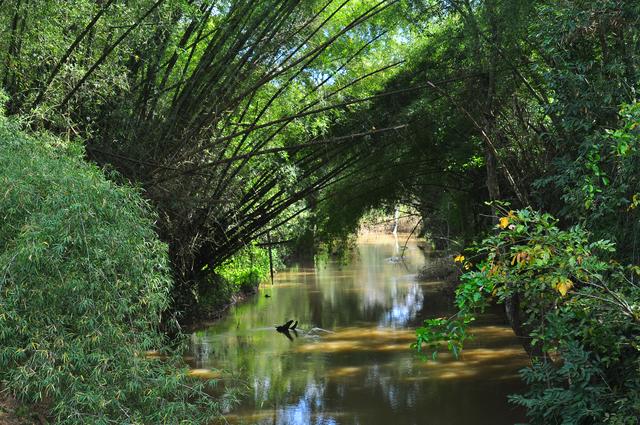 Sultan Bathery rivulet