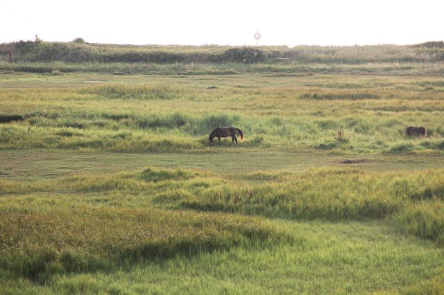 Bagenkop Exmoor Ponys