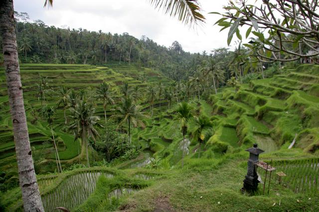 Rice terraces near Ubud