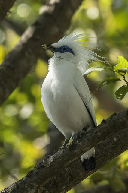 Bali Starling at the West Bali National Park