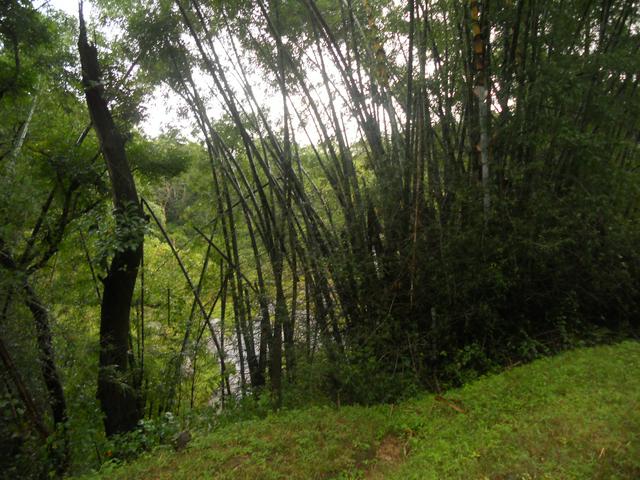 Bamboo Brakes at Parambikulam Tiger Reserve