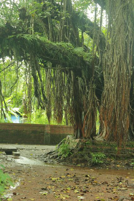 Banyan tree near the Krishna temple, Trichambaram