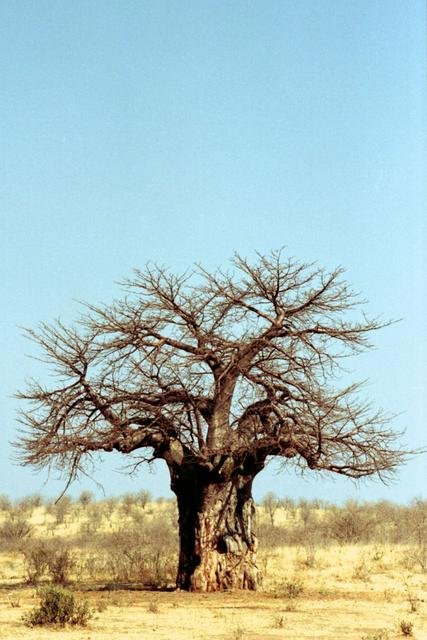 Baobab in Ruaha National Park