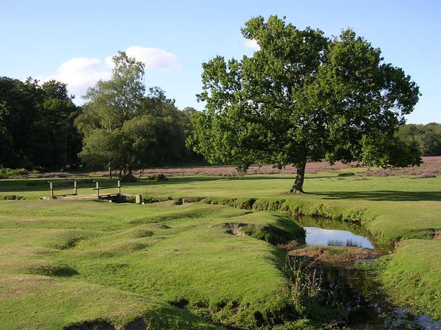 Beaulieu River cutting through Longwater Lawn