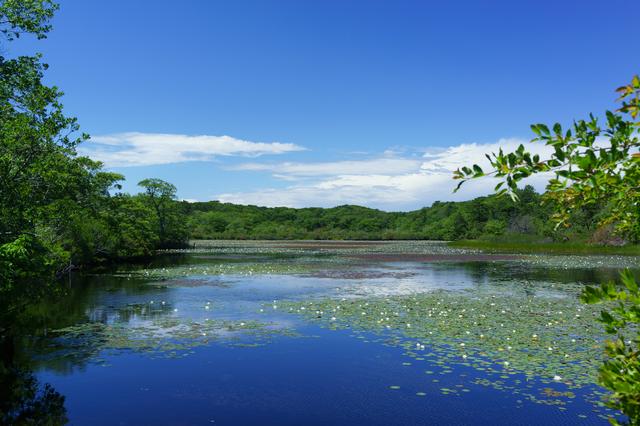 Beech forest lilly pond, Provincetown