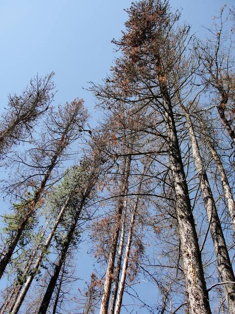 Due to climate change, pine bark beetles have killed large swathes of pines throughout the park. On windy days, beware of falling trees and "widow maker" branches.