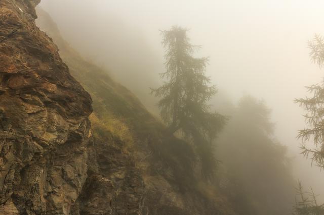 A view of trees along a mountain path in dense fog while hiking at Vens, in Saint-Pierre, Aosta Valley