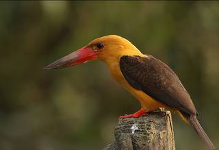 Bhitarkanika National Park