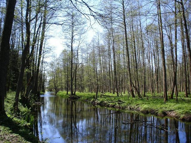 Royal Oaks Trail in the forest