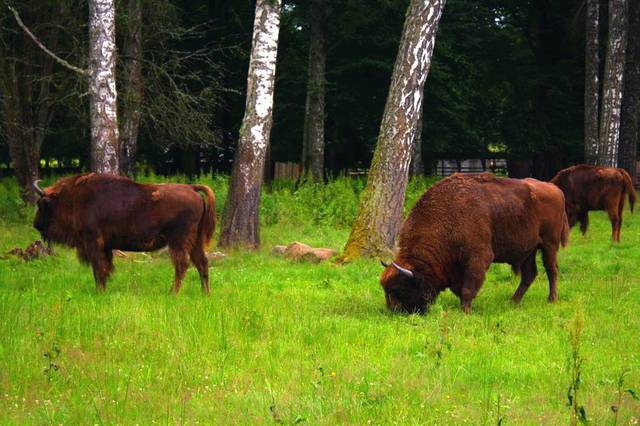 Bison in Białowieża National Park