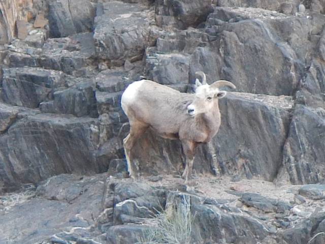 Desert big horn sheep near the bottom of the canyon