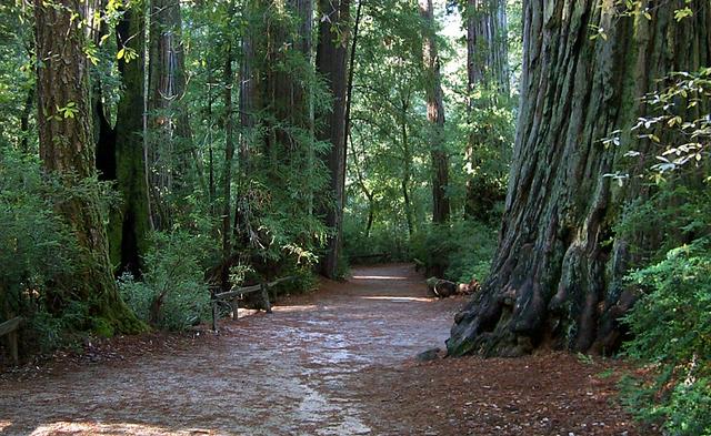 The lower reaches of redwood trees on the side of a path