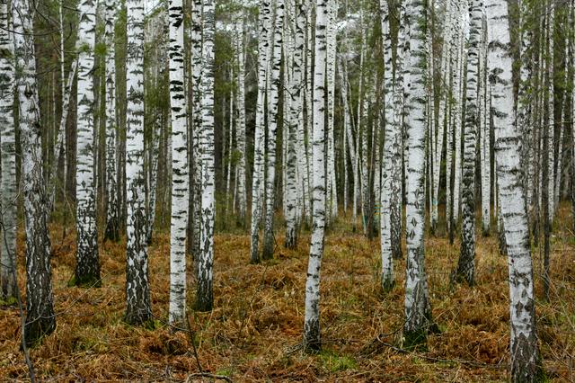 Siberian birch forest near Novosibirsk