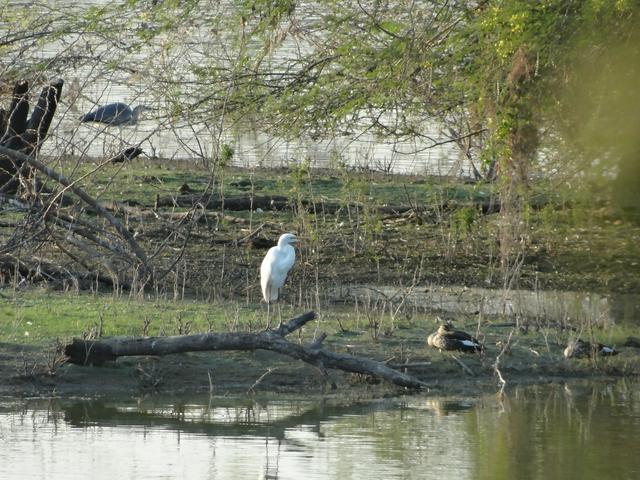 Vellode Birds Sanctuary