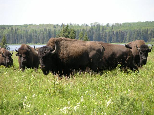 A bison herd near Lake Audy