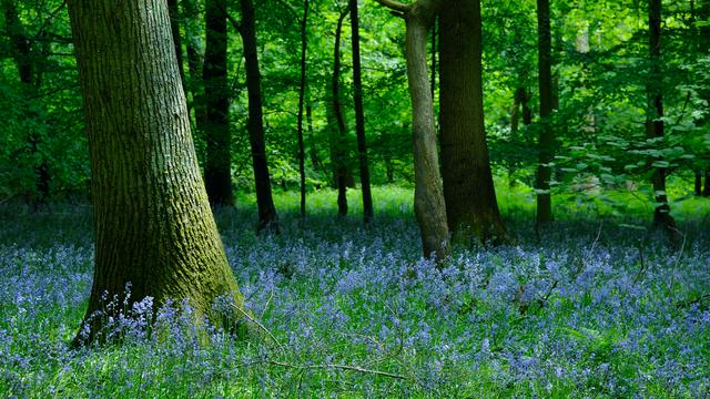 Bluebell Wood in the Forest of Dean