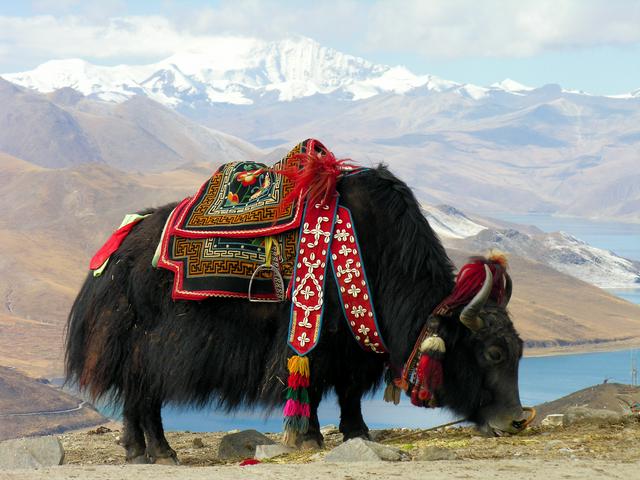 Yak at Yumtso Lake