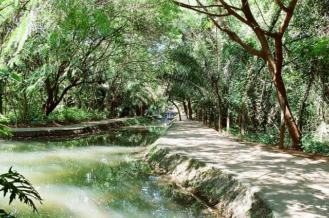 Bosque dos Buritis