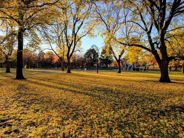 The Common is beautiful in the fall