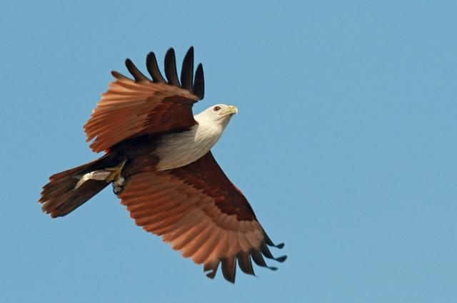 Brahminy kites (Haliastur indus intermedius) are commonly seen hovering in the mountains behind Dumaguete, and occasionally over the sea downtown