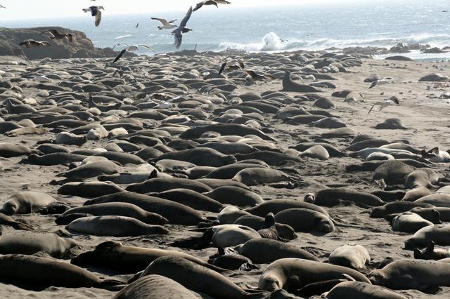 Elephant seals and seagulls by the beach in San Simeon