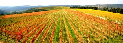 Brič vineyards