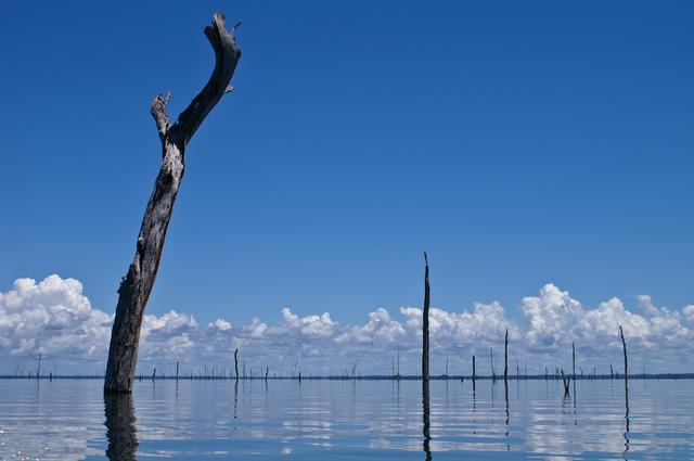 Bare treetops stabbing above the water surface