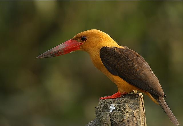 Brown Winged King Fisher