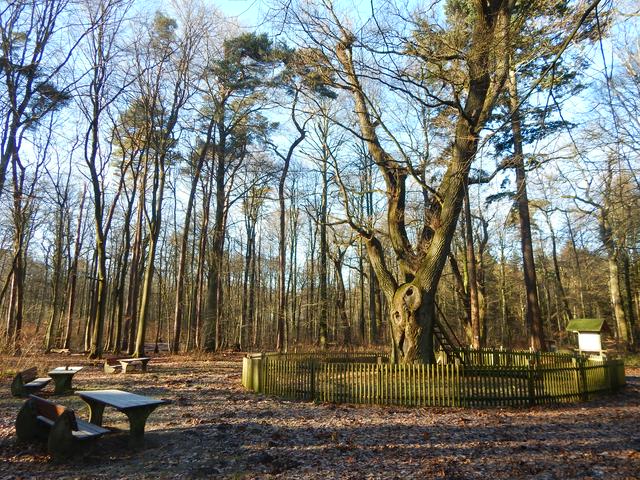 Eutin: Bridegroom's Oak in winter