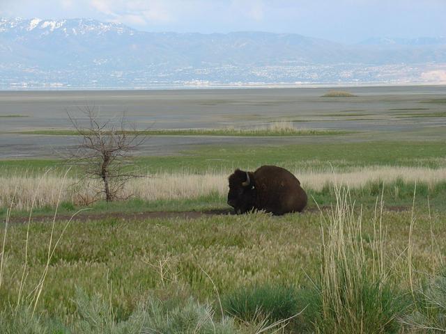 A bison on Antelope Island, with the Wasatch Front visible in the distance.