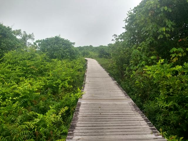 Bukit Lima Nature Reserve