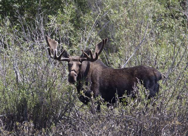 Moose bed down in the willows, and are frequently spotted throughout the park.