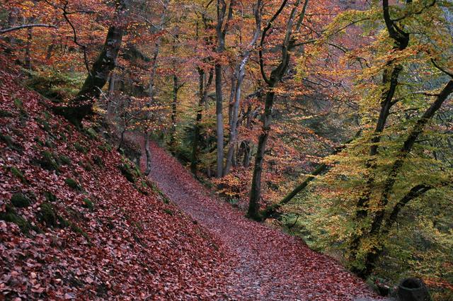 Fall colors on the trail to Burg Eltz