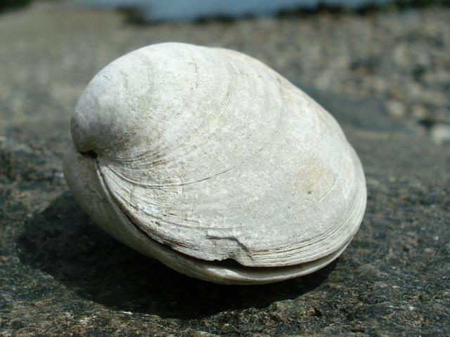 clams are plentiful on Whidbey Island's rural beaches