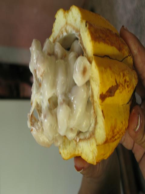 The inside of a cacao pod prior to undergoing the many steps necessary to become chocolate. A common sight in Baracoa