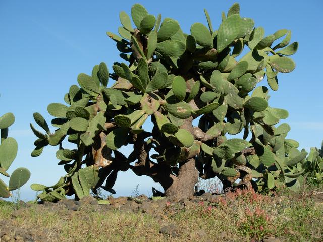 Cacti grow to tree-like proportions in Güímars hot steppe climate.