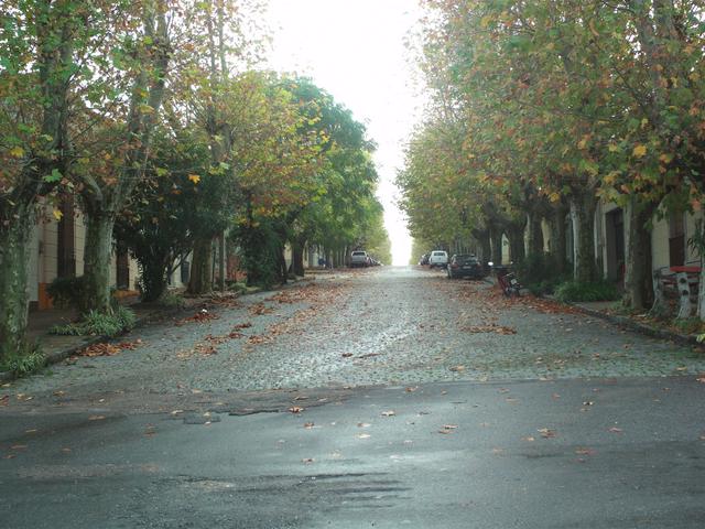 Leaves falling in May, Colonia