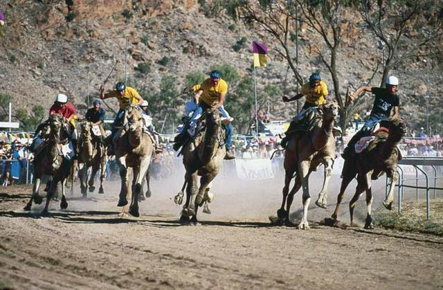 Alice Springs Camel Cup