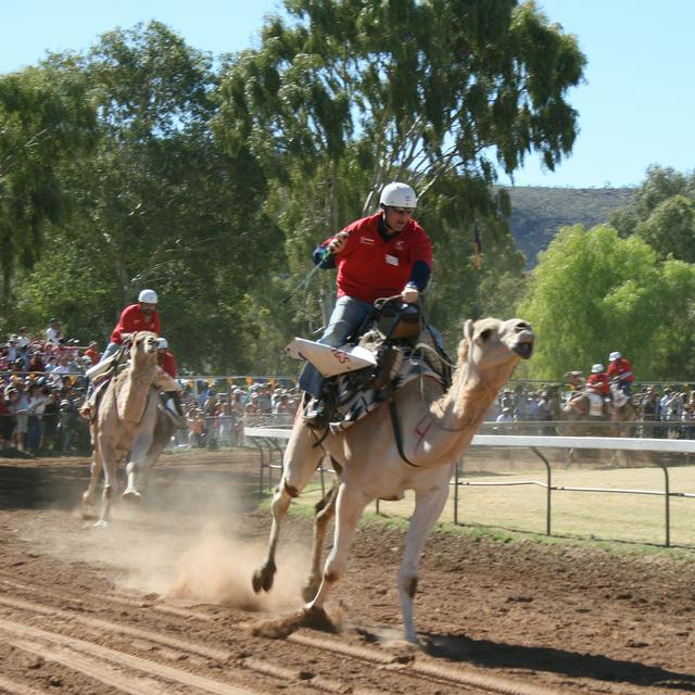 Watch the Camel Cup once a year in Alice Springs