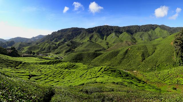 Tea plantations in the Cameron Highlands