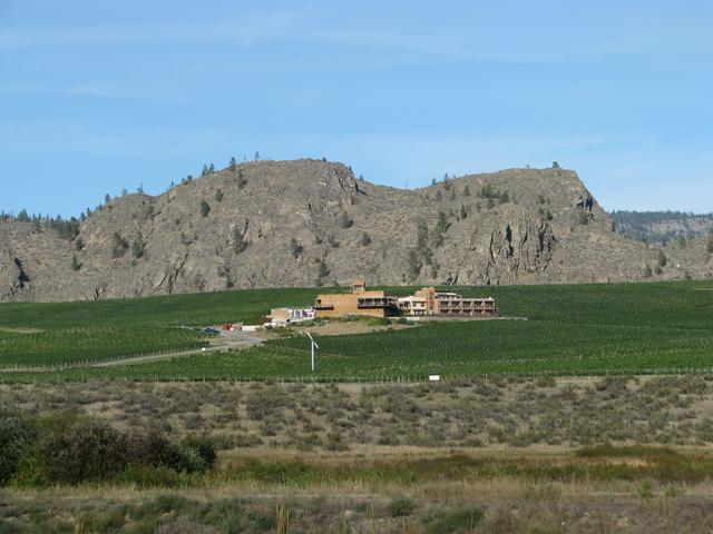 Vineyard near Osoyoos