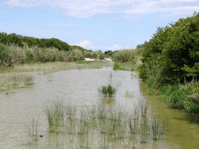 Canal Gran de s’Albufera in Parc natural de s’Albufera de Mallorca