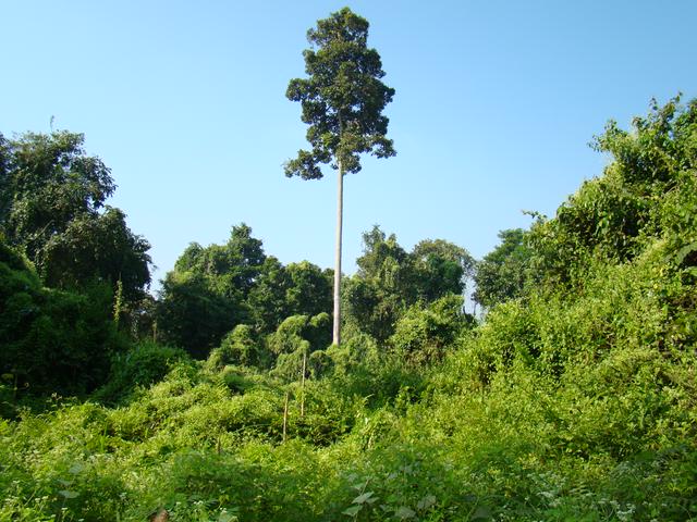 Hoollongapar Gibbon Sanctuary