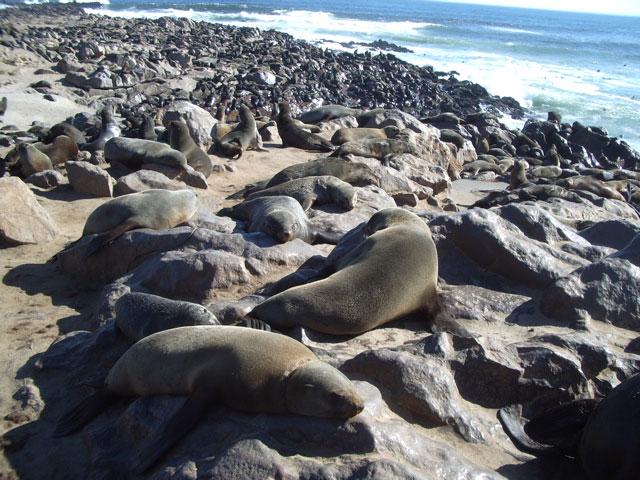 Cape Cross Seal Colony