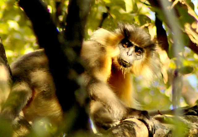 Capped langur in Manas National Park