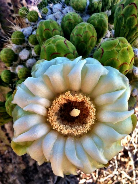 Saguaro blossom